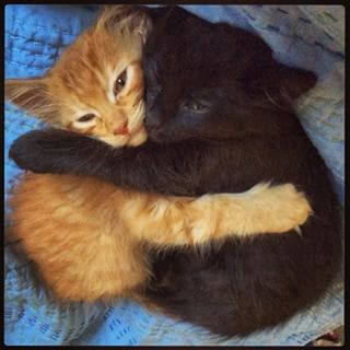 Dog Cat, Silly Cats, Cat Lovers, Cats In Love, Cats And Kittens, Cat Love, Cat Hug, Perros, Cat Pics
