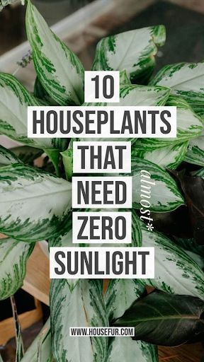 These houseplants are perfect for cultivating an indoor garden in spaces where there’s little to no natural light!   #plant #plants #garden #gardens #indoorgarden #indoorplants #houseplants #houseplant #indoor #green #greenery #sunlight #winter #urbangarden #tips #interior #interiordecor #interiordecoration #inspo #design    https://bit.ly/34nwg6h Container Gardening, Plant Care Houseplant, House Plant Care, Houseplants Low Light, Growing Plants Indoors, Household Plants, Best Indoor Plants, House Plants Indoor, Plant Care