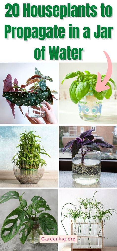 Ideas, Crafts, Planting Herbs, Growing Plants, Container Gardening Fruit, Plants Grown In Water, Plant Propagation, Plant Propagation Diy, Plants Indoor