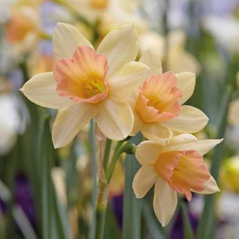 Daffodil Bouquet, Daffodil Bulbs, Daffodil Flower, Narcissus Flower, Florist, Daffodil Gardening, Flower Power, Spring Bulbs, Daffodil