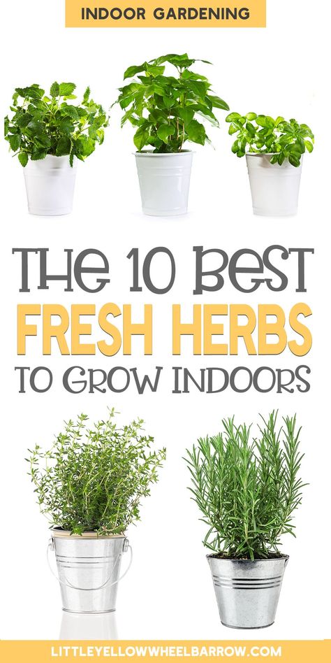 Gardening, Growing Vegetables, Growing Herbs Indoors, Growing Indoors, Planting Herbs, Growing Plants, Growing Herbs, Indoor Herb Garden, Herb Garden In Kitchen