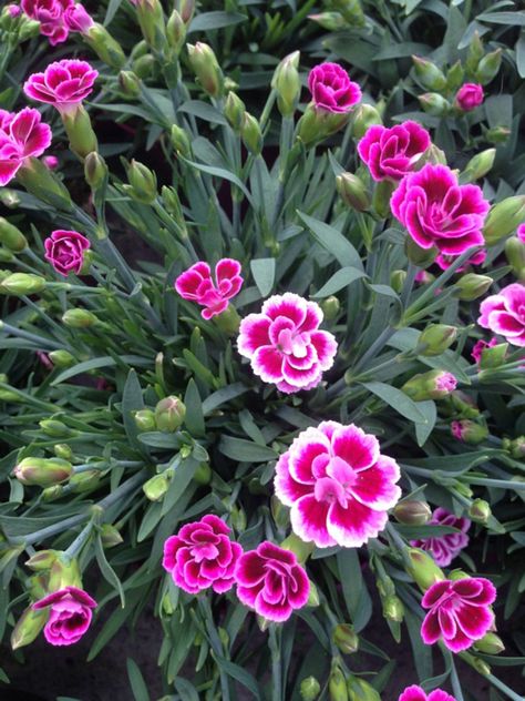 Growing Dianthus Flowers In The Garden - How To Care For Dianthus Gardening, Outdoor, Flora, Floral, Planting Flowers, Flowers Perennials, Growing Flowers, Dianthus Perennial, Spring Garden Flowers