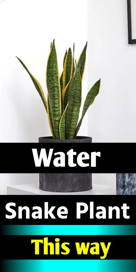 Snake plant watering Snake Plant Care, Snake Plant Indoor, Plant Care, Water Plants, Snake Plant, Best Indoor Plants, Plant Care Houseplant, Snake Plant Decor, Watering