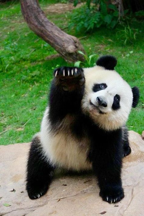 Pandas, Kitten Meowing, Animals And Pets, Cute Wild Animals, Baby Panda Bears, Panda Funny, Animals Wild