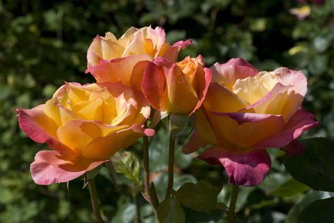 Hybrid teas have all the virtues you look for in a flower, but they do require some special care and that starts with the tea rose you select to grow. Planting Flowers, Garden Care, Hybrid Tea Roses Garden, Growing Roses, Planting Roses, Hybrid Tea Roses, Pruning Roses, When To Prune Roses, Hybrid Tea Roses Care