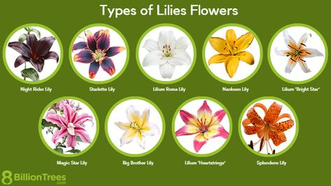 Tattoos, Ink, Cake, Flora, Gardening, Ideas, Types Of Lilies, Lily Plants, Lilly Plants