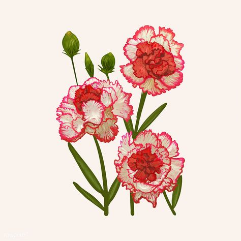Illustration drawing of Dianthus caryophyllus | premium image by rawpixel.com Vintage, Flowers, Art, Floral, Flower Drawing, Flower Art, Botanical Flowers, Flower, Blooming Flowers