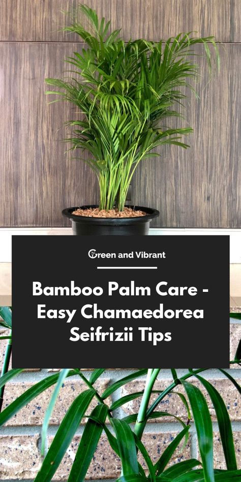 Bamboo Palm Care - Easy Chamaedorea Seifrizii Tips Flora, Nature, Garden Care, Ideas, Bamboo Palm, Bamboo Palm Indoor, Bamboo Plants, Bamboo, Plant Care