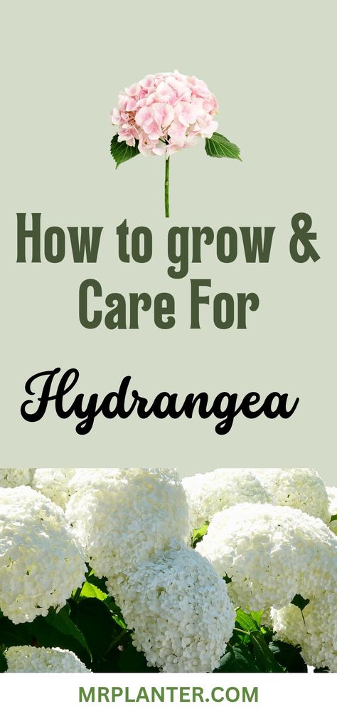 How to Grow and Care For Hydrangea Art, Gardening, Pruning Hydrangeas, Growing Hydrangeas, Planting Hydrangeas, Hydrangea Fertilizer, Flowering Shrubs, Hydrangea Soil, Hydrangea Care