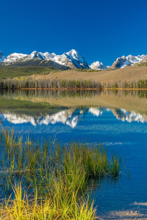Discover the 9 best lakeside camping spots Idaho has to offer, including the stunning beautiful Redfish Lake. State Parks, Camping, Lakeside Camping, Lake Camping, Redfish Lake Idaho, Lakeside, Camping Spots, Camping Destinations, Lake