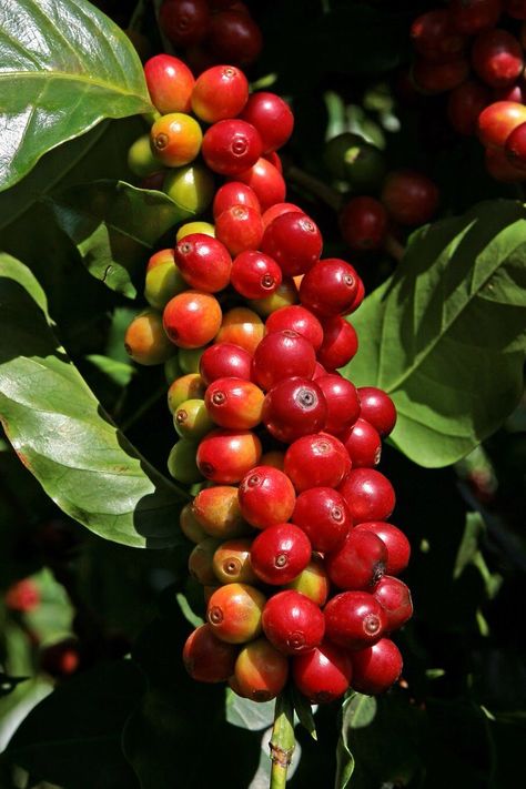 Another beautiful piece of art / cold brew #coffee towers Fruit, Coffee Plant, Guatemala Coffee, Coffee Beans, Coffee Farm, Coffee Bean Tree, Coffee Tree, Coffee Cafe, Coffee Addict