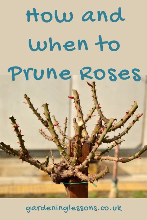 Rose pruning tips, including how to tell the different types of rose when they need alternate pruning methods; pruning unknown roses, climbers, hybrid tea and more. Click the link for tips on when & how to prune roses Pruning Knockout Roses, When To Prune Roses, Pruning Roses Spring, Pruning Climbing Roses, Pruning Roses, How To Trim Roses, Trim Rose Bushes, Growing Roses, Rose Bush Care