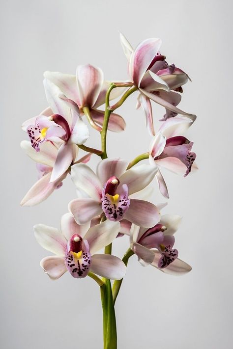 How to grow orchids indoors | Better Homes and Gardens Floral, Orchidaceae, Blooming Orchid, Phalaenopsis Orchid, Orchid Plants, Orchid Flower, Orchids, Beautiful Orchids, Orchid Care