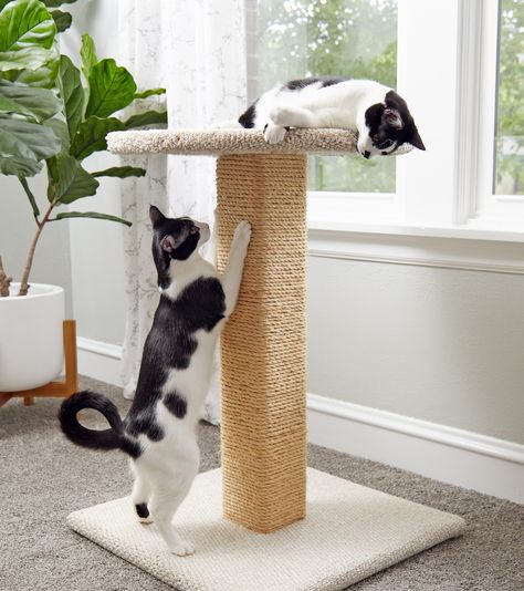 Gatos, Cats, Animais, Perros, Chat, Cat Scratching, Cat Post, Dieren, Step By Step