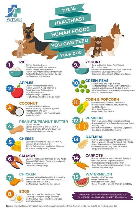 The 15 Healthiest Human Foods You Can Feed Your Dog #inkpixi #personalizedgifts #pets #dogs #dog #food #fruits #vegetables #pets #safe, https://medium.com/p/d0c0192acd76/?food Human Food That Dogs Can Eat, What Nutrients Do Dogs Need, Treats For Puppies Training, Best Human Food For Dogs, Healthy Dog Diet, Healthy Breakfast For Dogs, Healthy Human Food For Dogs, Homemade Dog Treats Sensitive Stomach, Healthy Things To Add To Dog Food