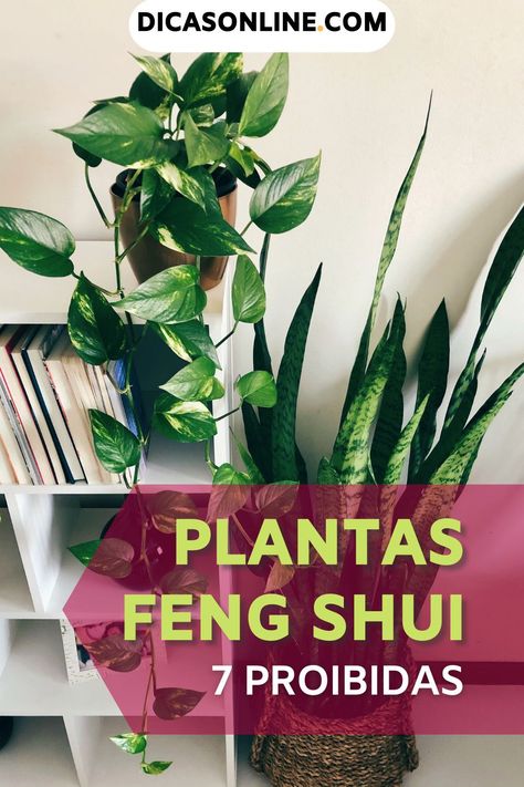 Plants, Interior, Plantas De Interior, Sala, Jardim, Feng Shui Plants, Feng Shui Decoracion, Flores, Zen Interiors
