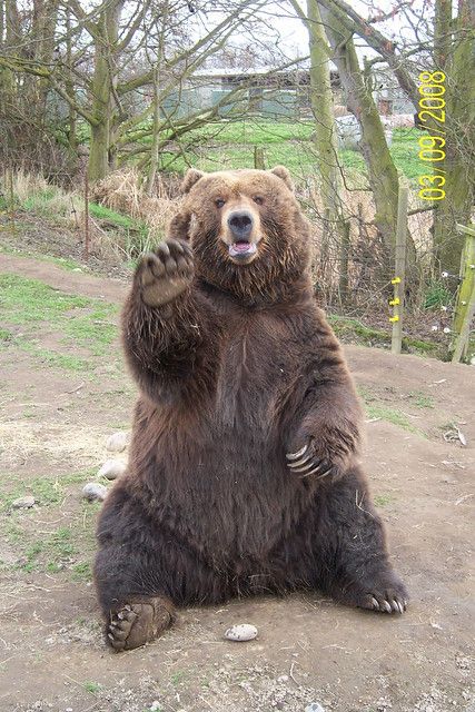 Animal Kingdom, Bears, Wild Life, Bear, Grizzly Bear, Pet Birds, Polar Bear, Bear Pictures, Animals Wild