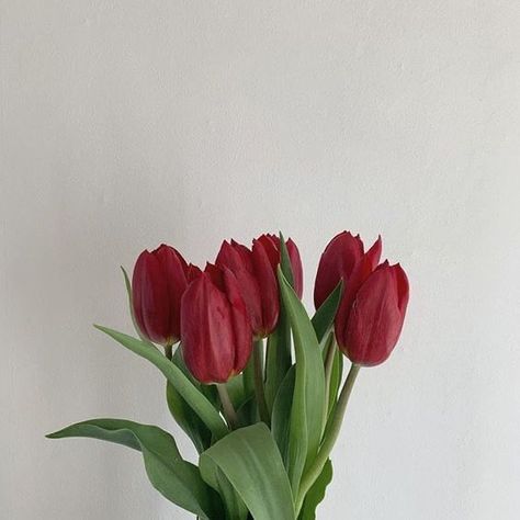 art 🎨 on Twitter: "Obsessed with red tulips… " Instagram, Flora, Tulips, Bloom, Red Tulips, Rose, Spring, Pretty Flowers, Rosas