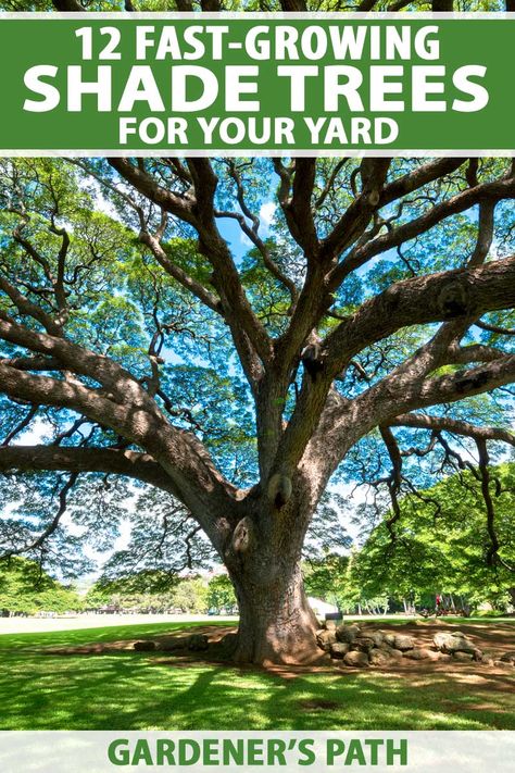 Diy, Best Shade Trees, Shade Trees, Fast Growing Shade Trees, Shade Plants, Fast Growing Trees, Shade House, Growing Tree, Trees To Plant