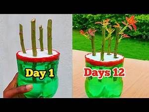 Gardening, Garden Care, Propagation, How To Grow Roses, How To Plant Roses, Growing Flowers, Growing Plants, Growing Roses, Growing Plants Indoors