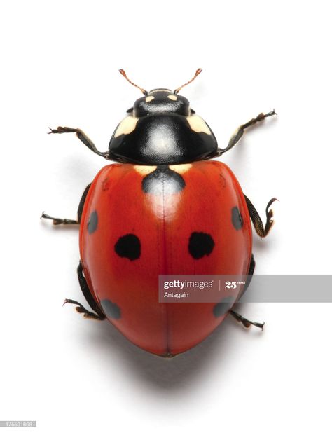 Stock Photo : ladybug Insects, Bugs And Insects, Beetle, Ladybird, Insect Photos, Beautiful Bugs, Insect Photography, Bugs, Ladybug