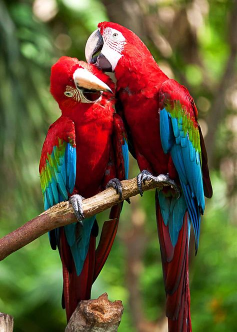 Do scarlet macaws mate for life?  #birds #birding #beautifulnature  #scarletmacaws #mateforlife #facts Pitbull, Most Beautiful Birds, Parrot, Animaux, Wild Birds, Bird Mates, Macaw, Exotic Birds, Dieren