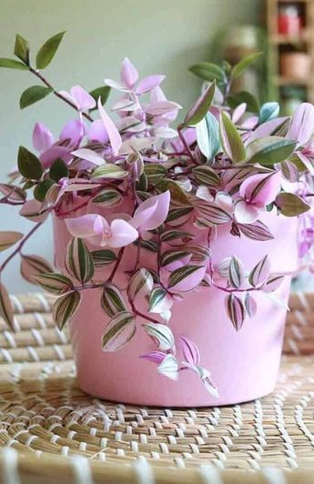 Gardening, Floral, Hoa, Flores, Plant Care, Wandering Jew Plant, Pink Plant, Flower Pots, Plant Life