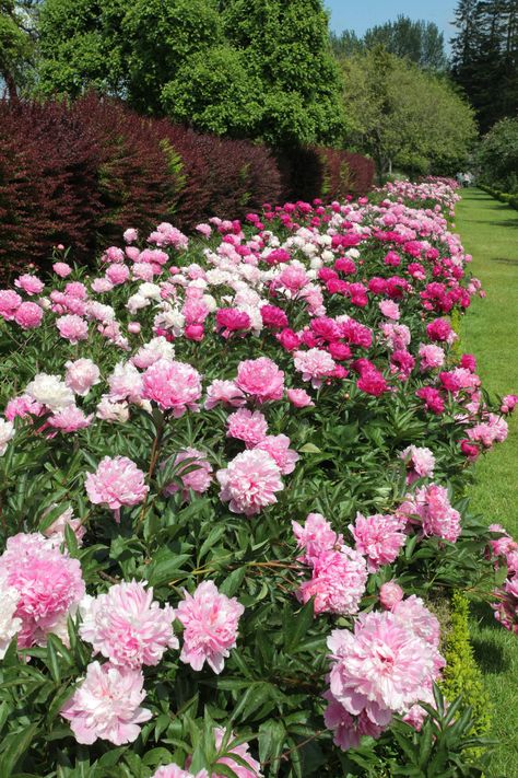 Gardening, Peonies, Flowers, Floral, Peonies Garden, Peony Bush, Pink Garden, Flower Farm, Flower Garden