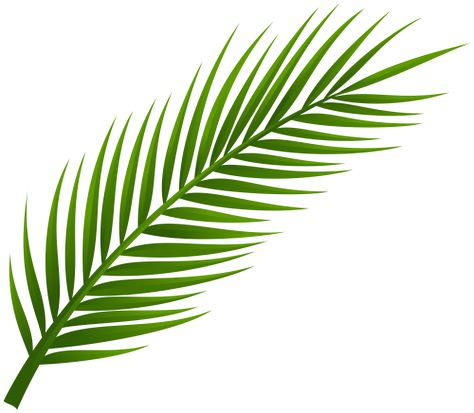 Ink, Palm Tree Clip Art, Tropical Leaves, Leaf Background, Palm Tree Leaves, Palm Leaves, Palm Branch, Palm Frond Art, Leaves