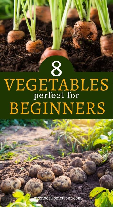 Gardening, Ideas, Vegetables To Grow, Vegetable Planting Guide, Fast Growing Vegetables, How To Plant Vegetables, Vegetable Planting Calendar, How To Grow Vegetables, Easy Vegetables To Grow