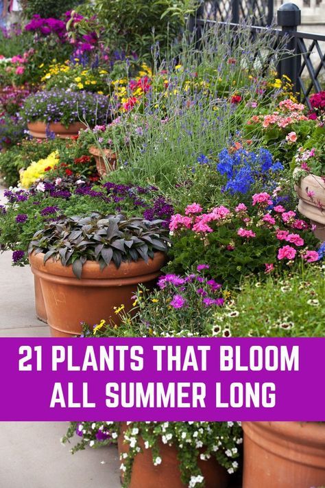 Planting Flowers, Container Gardening, Container Gardening Flowers, Garden Containers, Outdoor Plants, Garden Projects, Perennial Garden, Flower Pots Outdoor, Patio Plants
