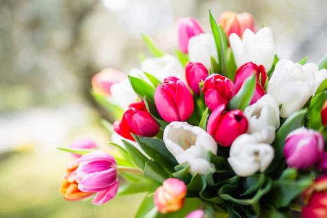 40+ Stunning Tulip Arrangement Ideas - Garden Tabs Tulips, Flowers, Tulips Arrangement, Tulip Bouquet, Beautiful Flowers, Peonies Garden, Flower Delivery, Bloom And Wild, Flower Farm