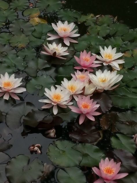 Nymphaea alba (European white waterlily, White Water Lily) Media Water Lilies, Friends, Ideas, Inspiration, Lillies, Water Lilly, Water Lily, Water Lily Pond, Lily Flower