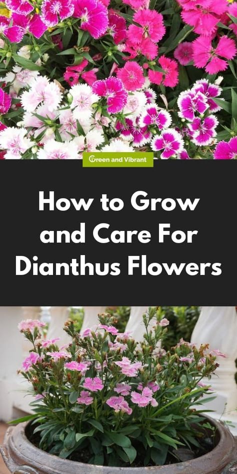 Dianthus plants produce long-lasting pink flowers and are generally easy to care for. They do best, however, in moderate climates, as too much cold will kill them, while too much heat will cause them to go dormant. Planting Flowers, Growing Roses, Annual Flower Beds, Flowering Plants, Easy Plants To Grow, Annual Flowers, Plant Care, Dianthus Care, Flower Care