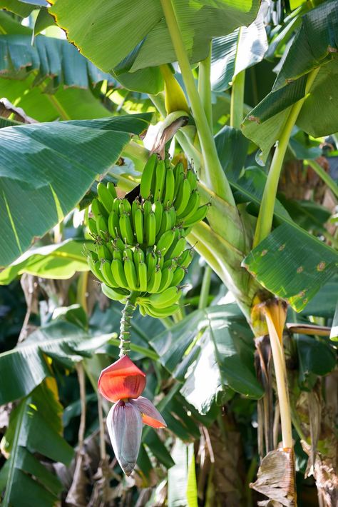 Fruit Trees, Palmas, Bananas, Gardening, Plants, Banana Plants, Banana Growing, Fruit Plants, Banana Plant Care