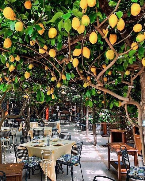 Dining Under The Lemon Trees Palo Verde, Bunga, Fotos, Dekorasi Rumah, Haus, Fotografie, Jardim, Deko, Tuin