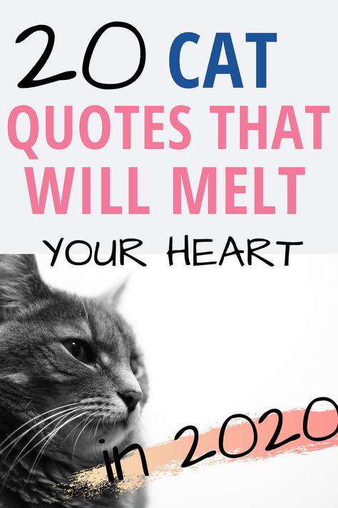 Instagram, Ideas, Cat Owner Quotes, Pet Quotes Cat, Cat Lover Quote, Cat Sayings, Cat Quotes Funny, Quotes About Cats Love My Heart, Funny Cat Quotes
