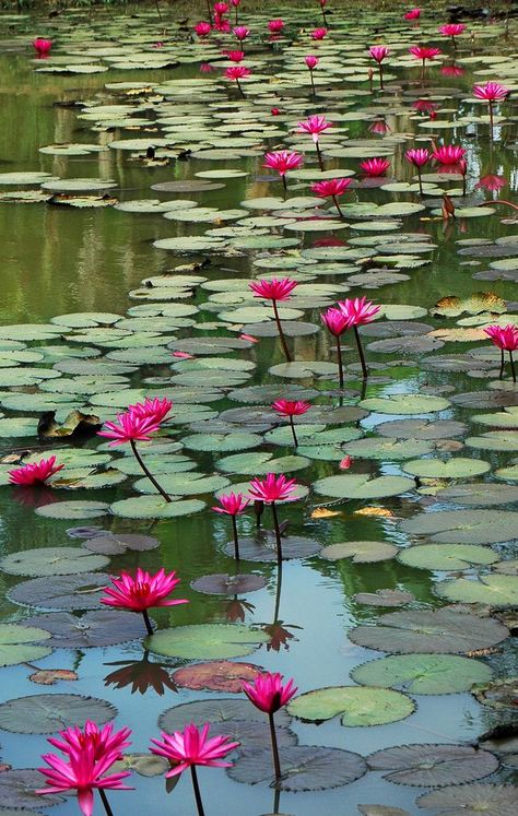Beautiful tropical water lilies. The tropicals hold their stems above the water by 4-6 inches while the hardy types have blossoms that sit at the water level. vnwg.com Nature, Floral, Hoa, Beautiful, Bunga, Pretty Flowers, Bloemen, Flores, Fotografie