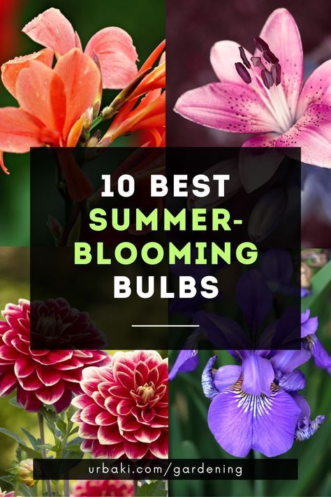 We often think of planting bulbs for spring coloring, but there are plenty of summer flower bulbs that can add color to the garden. Most summer bulbs are semi-tropical perennials.It is more common to see these flowers in warm climates, where most of the bulbs can be left in the ground throughout the year. But even gardeners who live in cold climates can enjoy bulbs that bloom in summer.Although they are often not hardy enough to stay in the ground year-round... Yard Art, Summer Plants, Gardening, Summer Flowering Bulbs, Summer Bulbs, Spring Bulbs, When To Plant Bulbs, Planting Bulbs, Easy To Grow Bulbs