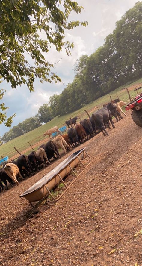 Friends, Rodeo Life, Summer, Farm Cow, Cattle Farming, Cattle Ranch, Cow Feeder, Cattle, Livestock Farming