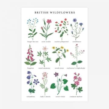 Art, British, Flowers, Botanical Illustration, Botanical Drawings, Wildflower Paintings, Hand Drawn Flowers, Prints, Flower Art