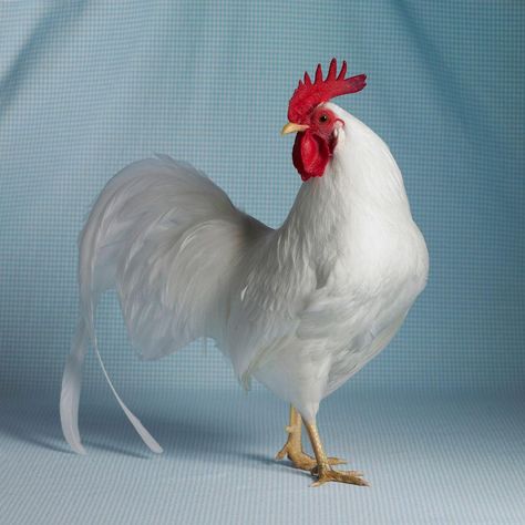 7 Breeds, Chickens, Chickens And Roosters, Pet Chickens, Leghorn Chickens, Pet Birds, Rooster, Beautiful Chickens, Chicken Pictures