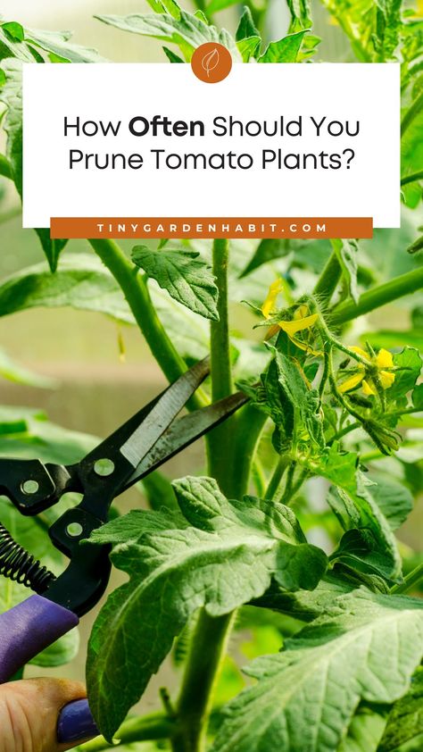 If you’ve ever grown tomatoes, you know how quickly they can become overgrown and unruly. Pruning your tomato plants is essential for maintaining health and ensuring that your tomatoes stay healthy and full of flavor. But how often should you prune your tomato plants? In this article, we’ll explain why pruning is important, as well as how often and what type of pruning is necessary to ensure the best results. Garden Care, Compost, Outdoor, Tomato Plants, Tomato Pruning, How To Prune Tomatoes, Trimming Tomato Plants, Pruning Tomato Plants, Growing Tomatoes