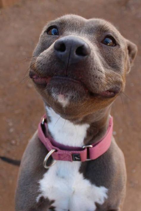 They're just the best - 19 Smiling Pit Bulls Who Are Really, Really, Really Happy Pitbull, Pit Bulls, Puppies, Dog Cat, Husky, Dogs And Puppies, Cute Puppies, Cute Dogs, Pitbull Puppies