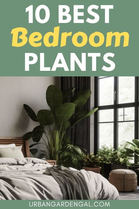 indoor plants in a bedrom Gardening, Design, Inspiration, Diy, Best Bedroom Plants, Good Plants For Bedroom, Bedroom Plants Low Light, Indoor Plants Bedroom, Best Plants For Bedroom