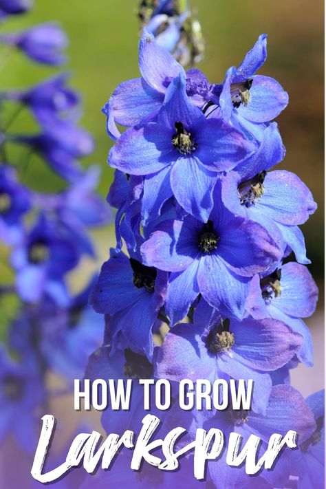 Larkspur is a cool-season annual that blooms between late spring and mid-summer. Learn how to grow larkspur from seed in this article! Art, Summer, Piercing, Ideas, Tattoos, Gardening, Flowers, Piercings, Mid