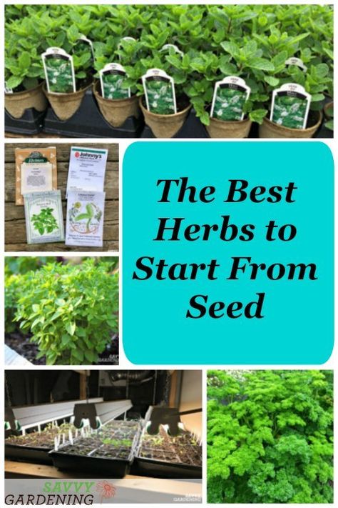 Outdoor, Diy, Growing Herbs Indoors, Easy Herbs To Grow, How To Grow Herbs, Starting Herbs From Seeds, Growing Herbs, Starting Seeds Indoors, Best Herbs To Grow
