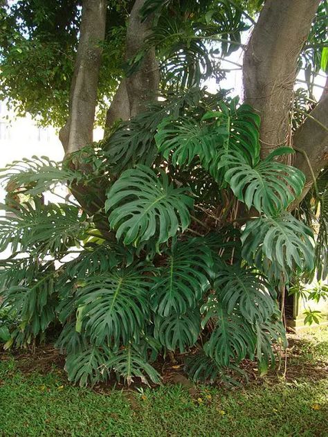 Plants, Outdoor, Monstera Deliciosa, Tropical Plants, Aquatic Plants, Big Leaf Plants, Tropical Garden, Plant Leaves, Tropical