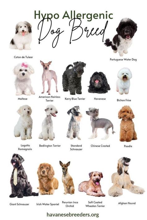 List of Hypoallergenic Dogs Types Of Dogs Breeds, Dog Breeds List, Dog Breeds That Dont Shed, Non Shedding Dog Breeds Small, Non Shedding Dog Breeds, Types Of Dogs, Dog Types, Most Popular Dog Breeds, Non Shedding Dogs