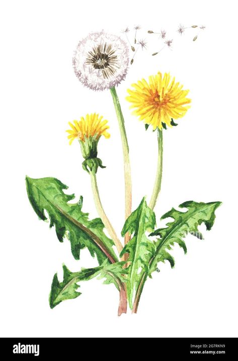 Painting & Drawing, Watercolour Flowers, Dandelion Flower, Dandelion Painting, Dandelion Drawing, Dandelion Art, Watercolor Flowers, Flower Art, Wildflower Drawing